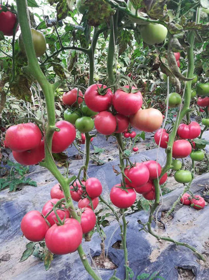 建湖西红柿育苗厂 夏番茄种苗基地