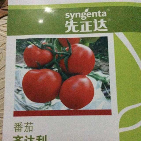湛江小番茄苗 圣女果种苗厂