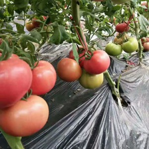 辽阳西红柿苗 普罗旺斯西红柿苗怎么种植