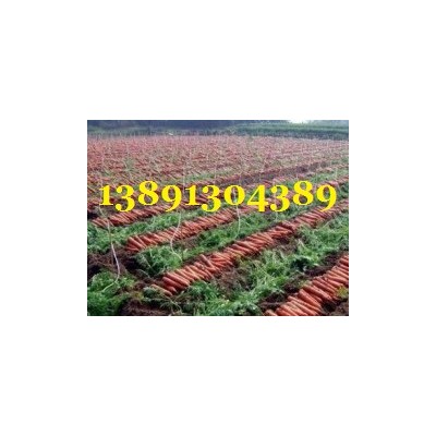 陕西万亩红萝卜基地批发，红萝卜产地批发价格