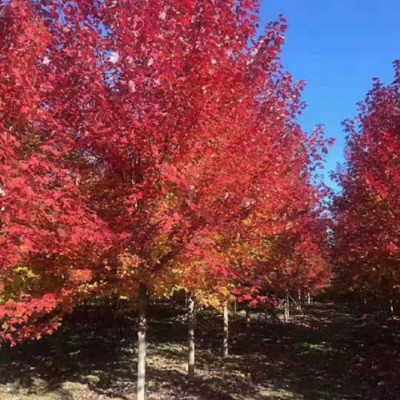 北美红栎4、5公分北美红栎报价7、8公分北美红栎