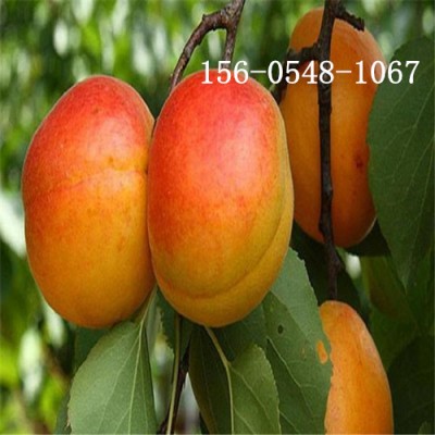供应杏树苗价格12-15公分山杏18-20公分山杏易成活