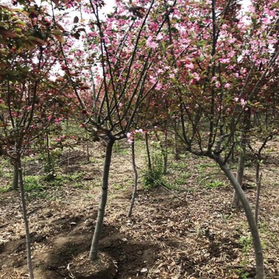 常年供应阳光樱花树基地8、10、12公分阳光樱花