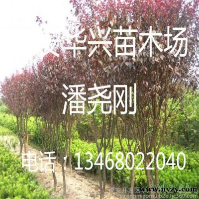 产地供应紫叶李10-12-15公分紫叶李-华荣苗木