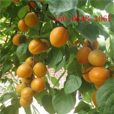 3公分杏树4公分、5公分杏树、6公分凯特杏树