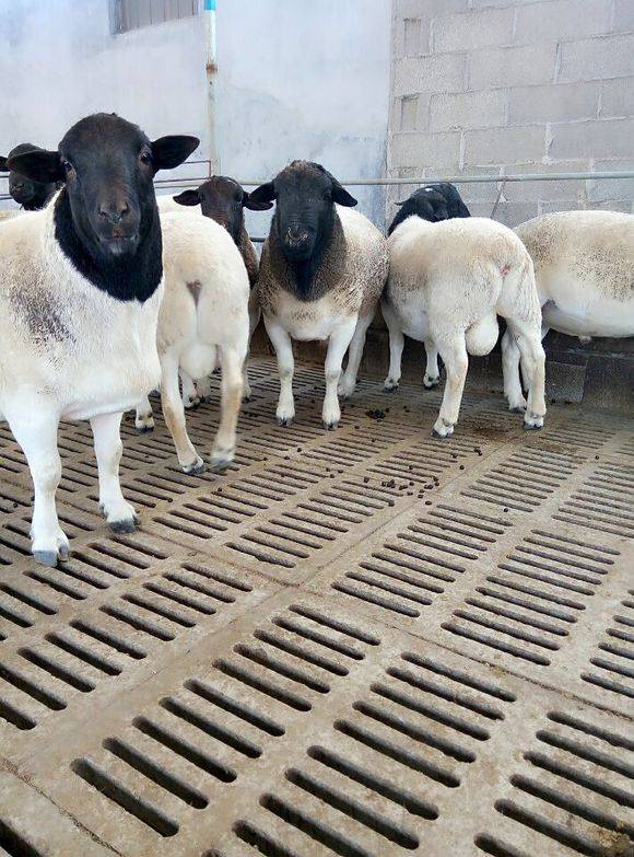供应甘肃纯种黑头杜泊羊种公羊多少钱一只哪里卖的价格便宜