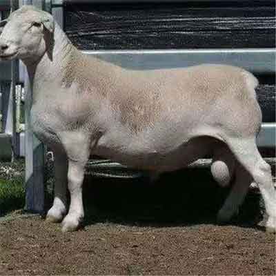 宁夏澳洲白种公羊养殖场澳洲白怀孕大母羊梁山县澳洲白养殖基地