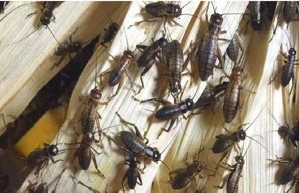 一个短时间就能让你看到效果的养殖产品，蟋蟀养殖只需40天