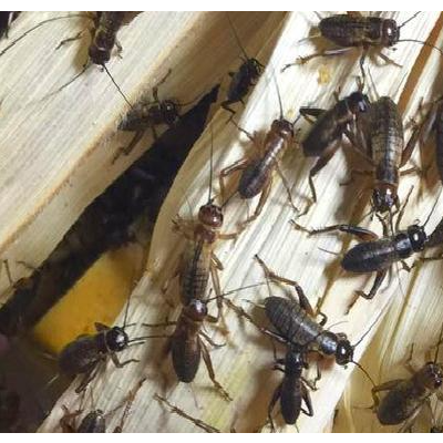一个短时间就能让你看到效果的养殖产品，蟋蟀养殖只需40天