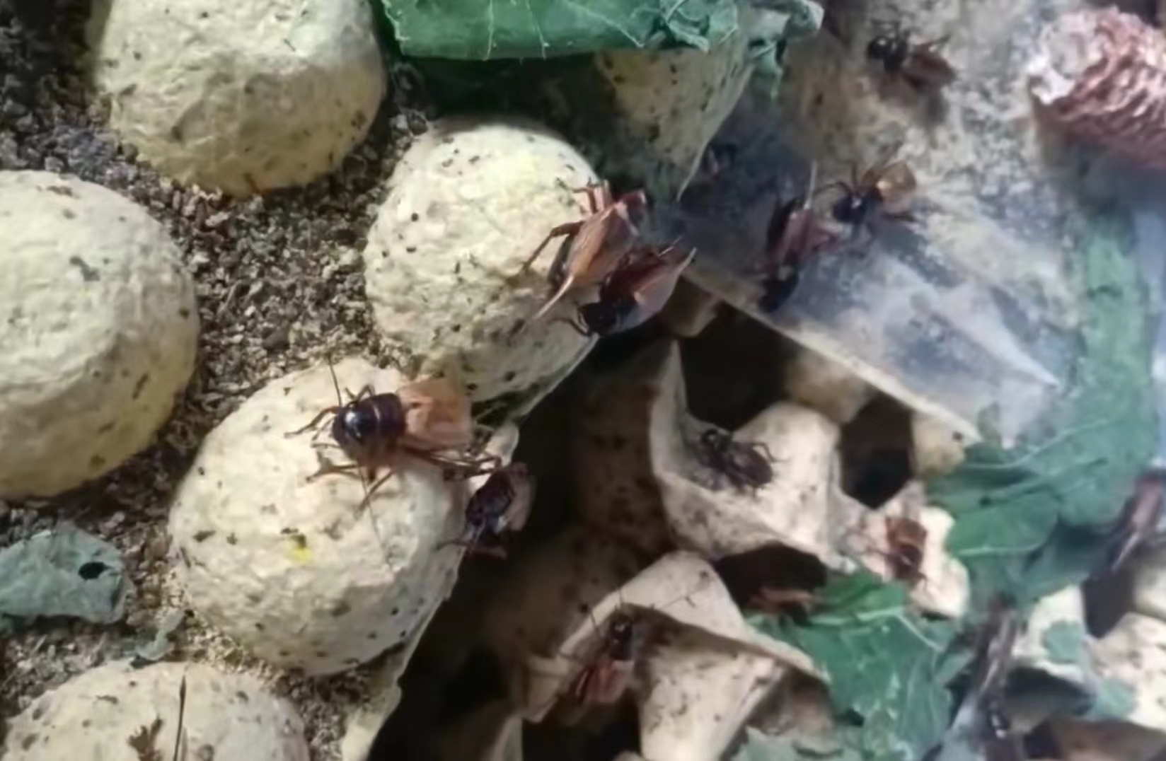 蟋蟀养殖小规模月入过万，40天看到收益，在家也能养殖