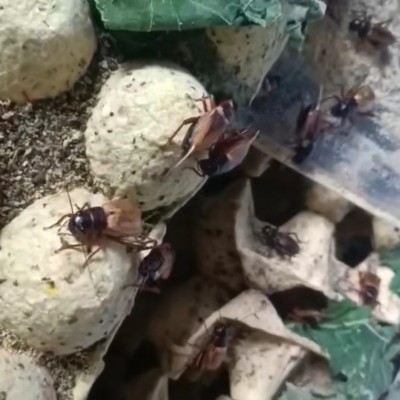 蟋蟀养殖小规模月入过万，40天看到收益，在家也能养殖